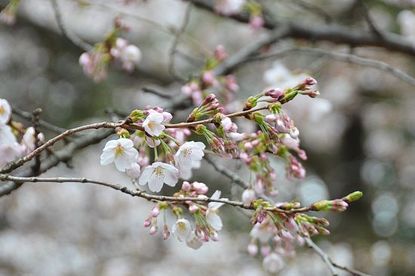 Cherry Blossom Report 2012: Tokyo Report