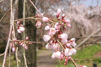 Cherry Blossom Report 2012: Kyoto Report