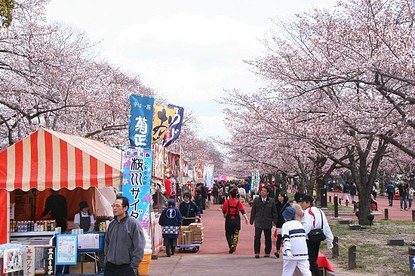 Cherry Blossom Report 2012: Osaka Report