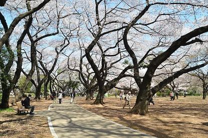 Cherry Blossom Report 2012: Tokyo Report