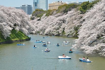 Cherry Blossom Report 2012: Tokyo Report