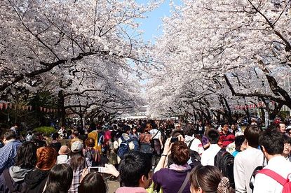 Cherry Blossom Report 2012: Tokyo Report