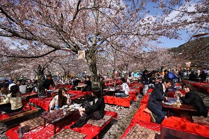 Cherry Blossom Report 2012: Kyoto Report