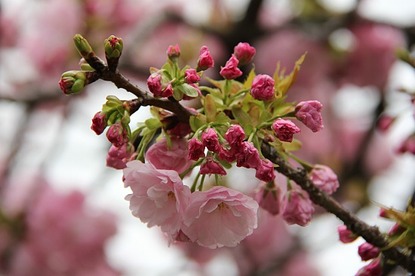 Cherry Blossom Report 2012: Osaka Report