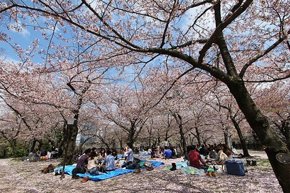 Cherry Blossom Report 2012: Osaka Report