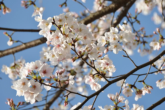 Cherry Blossom Report 2013: Kumamoto Report