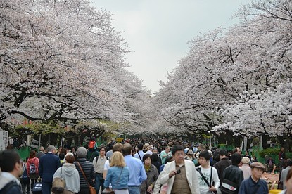 Scott's Japan Travel Journal: Cherry Blossom Report: Tokyo