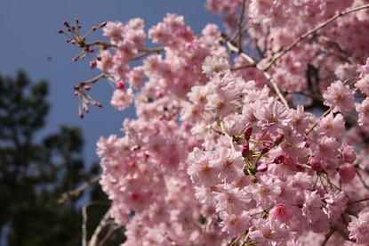 Sean's Japan Travel Journal: Cherry Blossom Report: Gunma