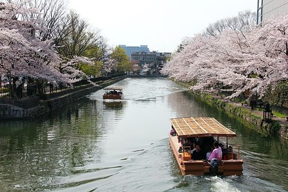 Schauwecker's Japan Travel Blog: Cherry Blossom Report: Kyoto