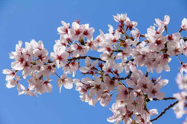 Cherry Blossom Report 2014: Osaka Report