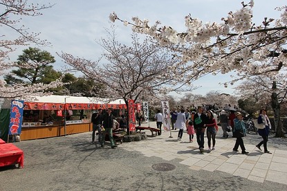 Sean's Japan Travel Journal: Cherry Blossom Report: Kyoto