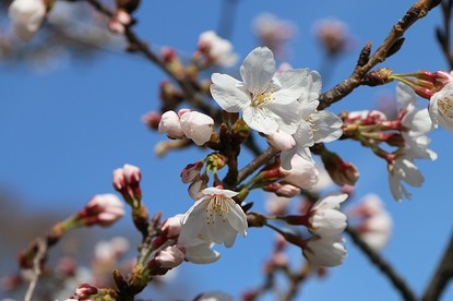 Sean's Japan Travel Journal: Cherry Blossom Report: Kyoto