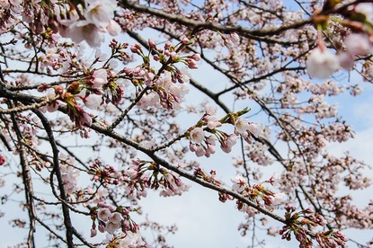 Raina's Japan Travel Journal: Morioka Cherry Blossom Report