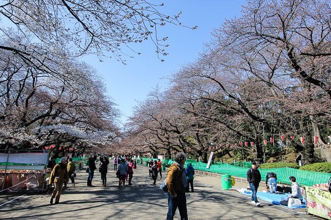 Cherry Blossom Report 2015: Tokyo Report