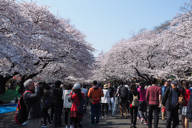 Cherry Blossom Report 2015: Tokyo Report