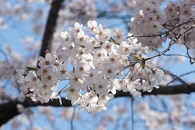 Cherry Blossom Report 2015: Tokyo Report