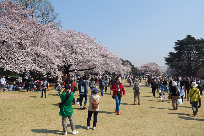 Cherry Blossom Report 2015: Tokyo Report