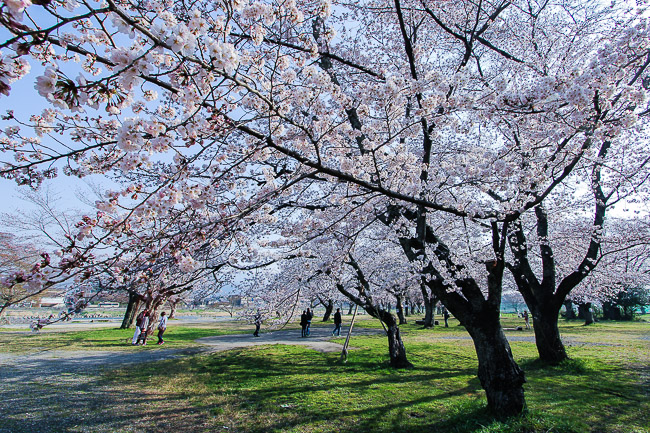 File:Kariya City General Athletic Park cherry blossom ac2.JPG