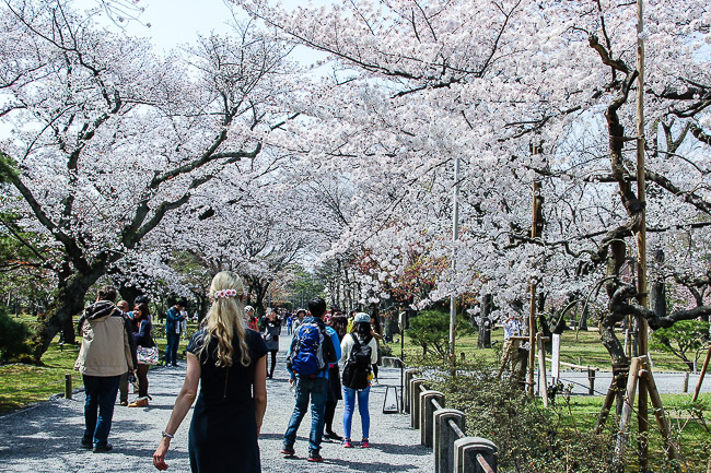 Cherry Blossom Report 2015: Kyoto Report