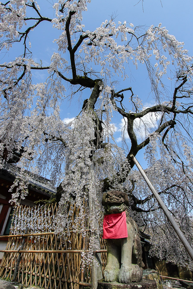 Cherry Blossom Report 15 Nara Report