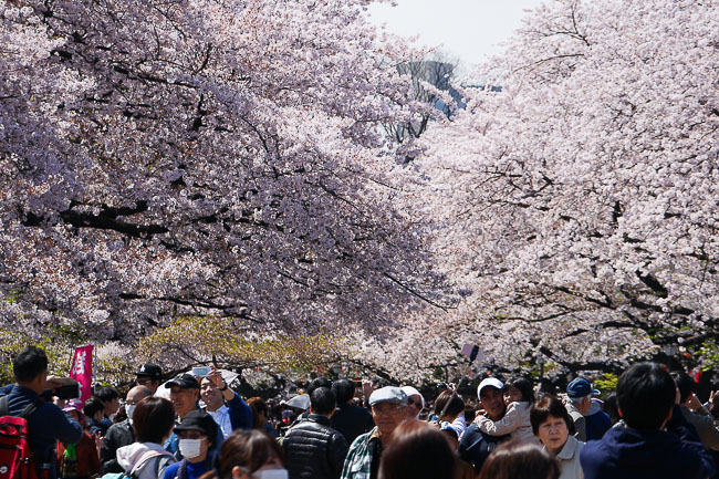 Cherry Blossom Report 2015: Tokyo Report