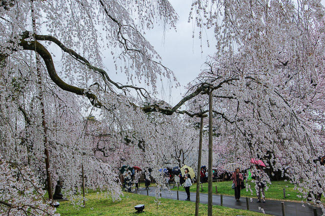 Cherry Blossom Report 2015: Kyoto Report