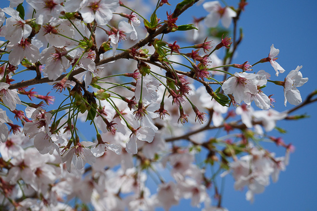 Cherry Blossom Report 2015: Hiroshima Report