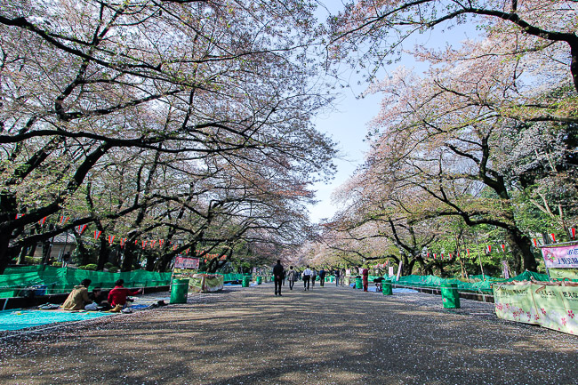 Cherry Blossom Report 2015: Tokyo Report