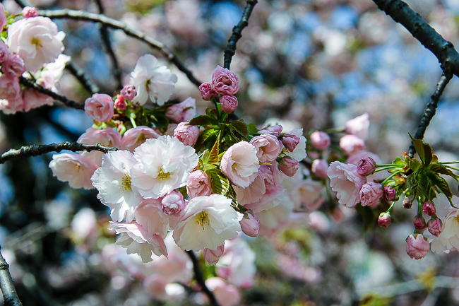 Cherry Blossom Report 2015: Tokyo Report