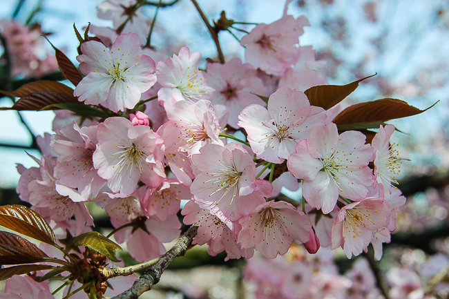 Cherry Blossom Report 2015: Tokyo Report