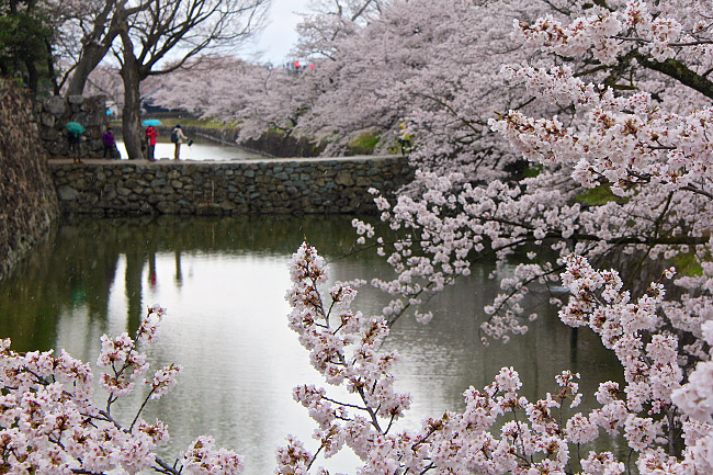 Cherry Blossom Report 2015: Matsumoto Report