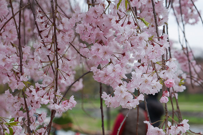 Scott's Japan Travel Journal: Cherry Blossom Report: Kyoto