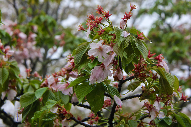 Cherry Blossom Report 2015: Yoshino Report