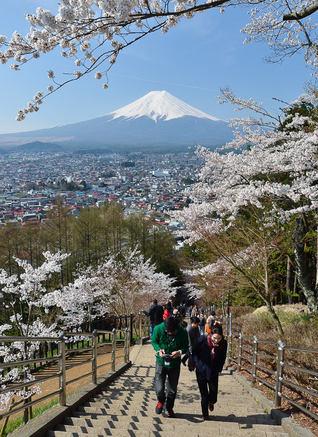 around the pagoda, with full bunches of flowers on every tree