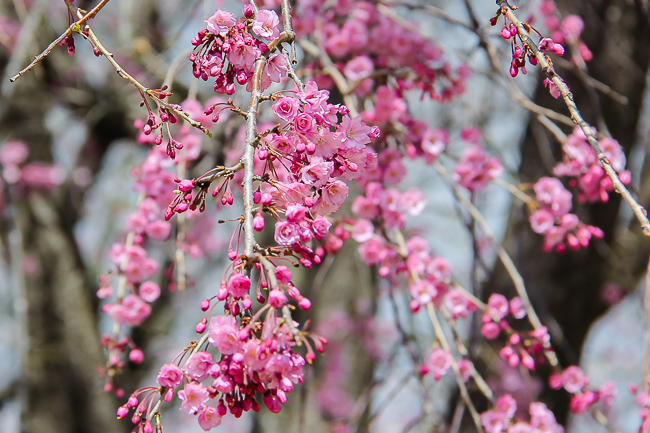 Cherry Blossom Report 2015: Kitakami Report