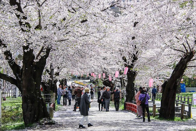 Cherry Blossom Report 2015: Kitakami Report