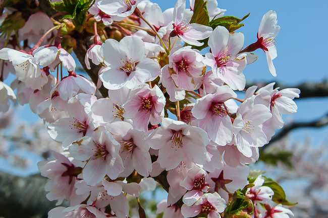 Cherry Blossom Report 2015: Hakodate Report