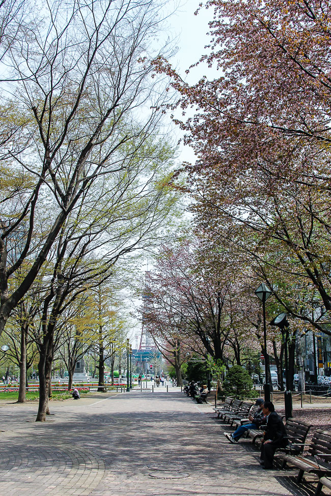 Cherry Blossom Report 2015: Sapporo Report