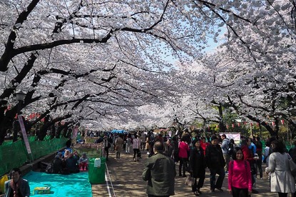 Cherry Blossom Report 2015: Tokyo Report