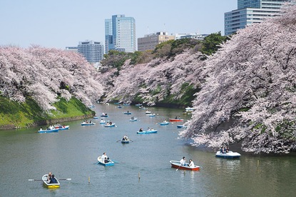 Cherry Blossom Report 2015: Tokyo Report