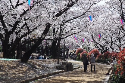 Cherry Blossom Report 2015: Tokyo Report