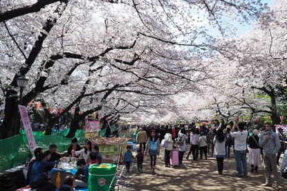 Cherry Blossom Report 2015: Tokyo Report