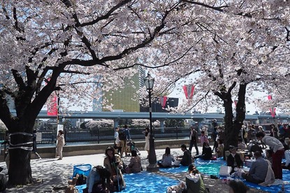 Cherry Blossom Report 2015: Tokyo Report