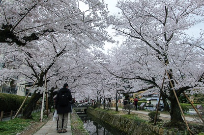 Cherry Blossom Report 2015: Kyoto Report