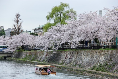 Cherry Blossom Report 2015: Kyoto Report