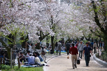 Cherry Blossom Report 2015: Hiroshima Report