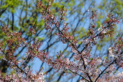 Cherry Blossom Report 2015: Tokyo Report