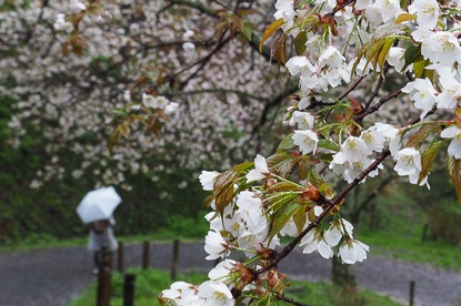 Cherry Blossom Report 2015: Yoshino Report