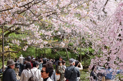 Cherry Blossom Report 2015: Kyoto Report