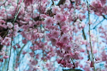 Cherry Blossom Report 2015: Sendai Report